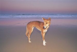 fraser island picture