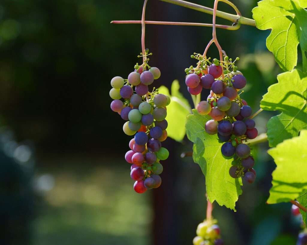Barossa Valley Wine Tours
