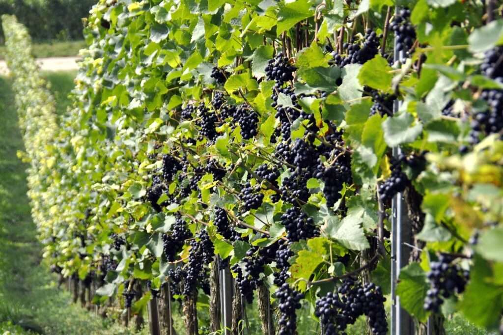Barossa Valley Wine Tours 2024