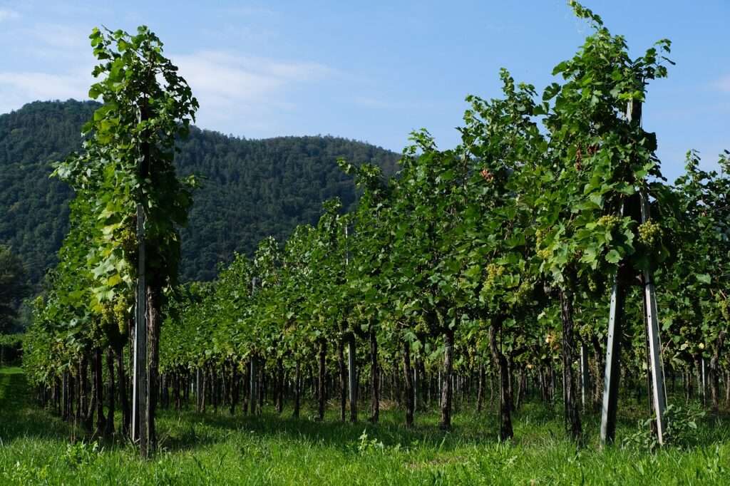 Vineyard