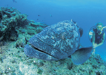 Ningaloo Reef: The best snorkelling in Australia