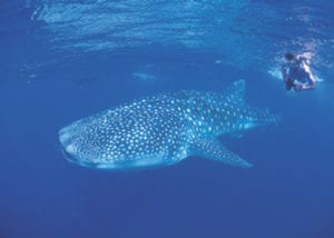 Ningaloo Reef Dive to witness the Whale Sharks