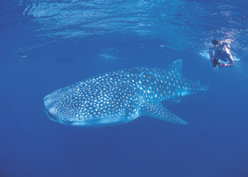 Tours from Perth to Broome