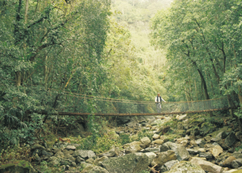 wollogond rainforest picture