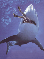 shark-attack1 Murder and Mayhem: Sydney's Crime History