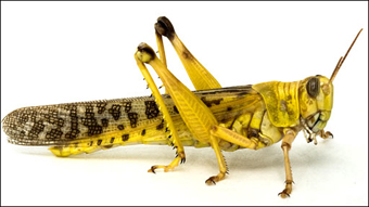 Locust