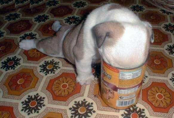 hungry_20puppy