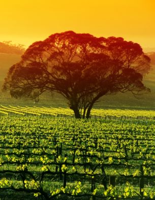 treevine Tours and Travels South Australia