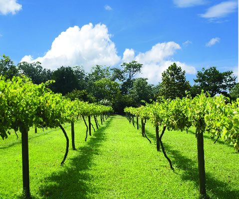 Vineyards in the Hunter Valley