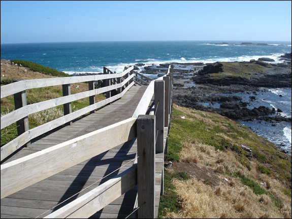 phillip-island-day-trip Tours and Travels Phillip Island Victoria
