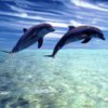 dolphins