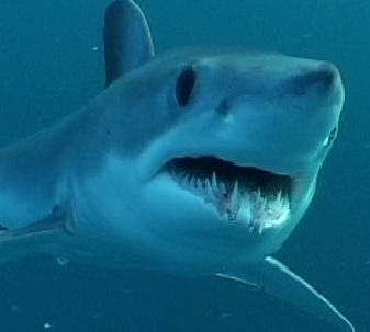Hop on Hop off Exmouth – Swim with whale sharks