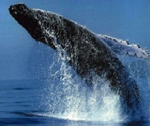 whale watching