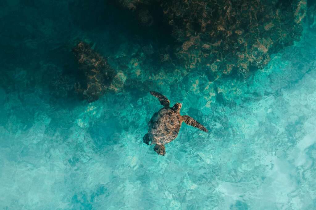 Explore the Great Barrier Reef