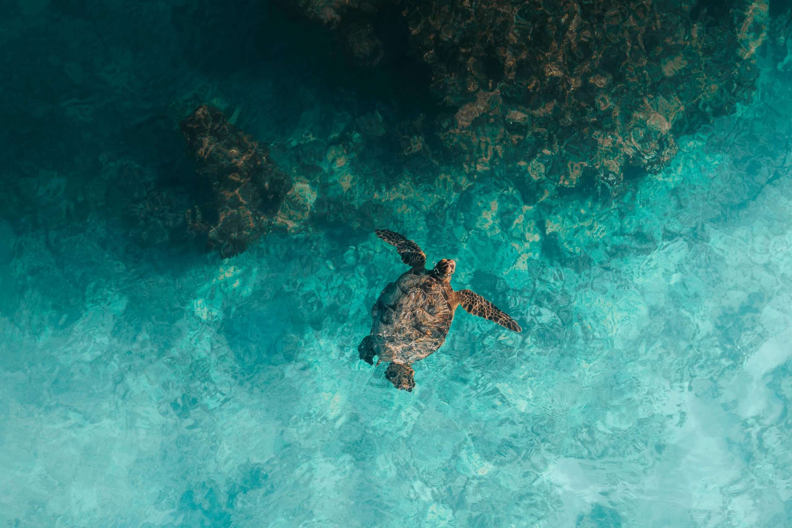 Explore the Great Barrier Reef