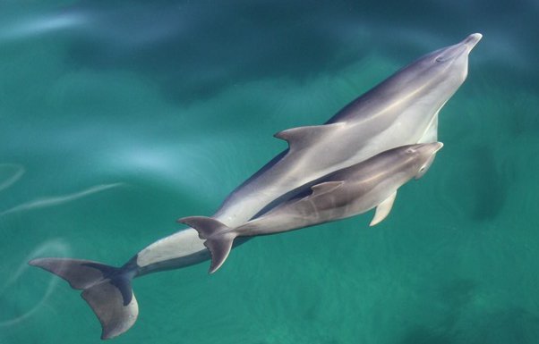 dolphins