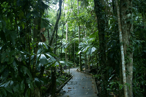dubuji_boardwalk Things to Do in Cape Tribulation and Daintree Queensland - Dubuji Boardwalk