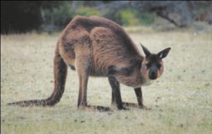 kangaroo