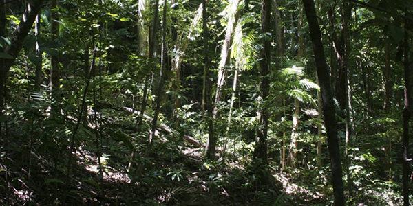 Tours and Travels Mission Beach Queensland - Dunk Island