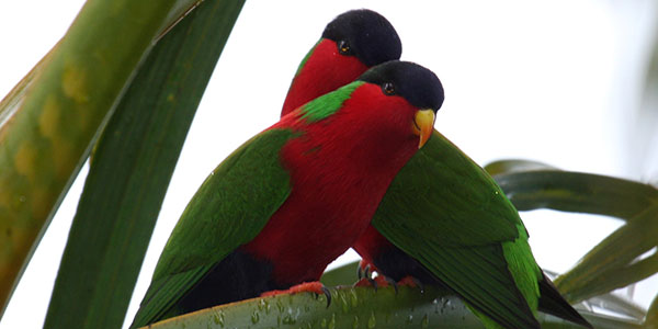 collared-lories-fiji-by-aviceda collared lories bird watching in fiji