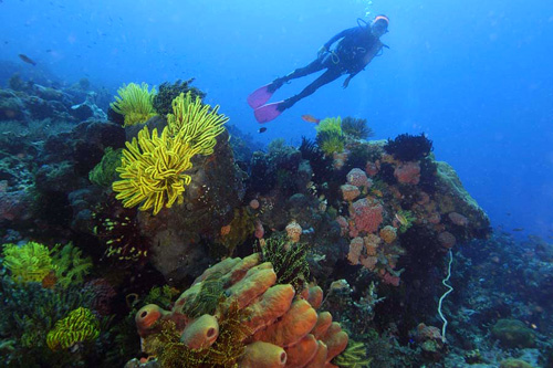 scubadiveinfiji Adventure Tours Fiji Islands - Scuba Diving