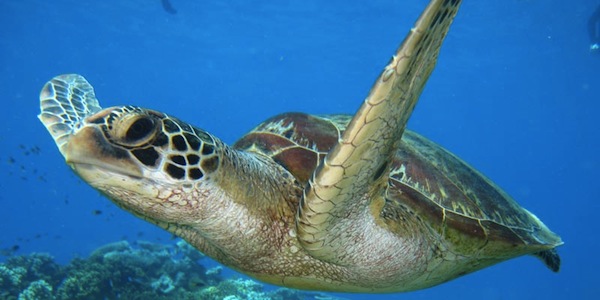 10 Reasons To Visit The Great Barrier Reef