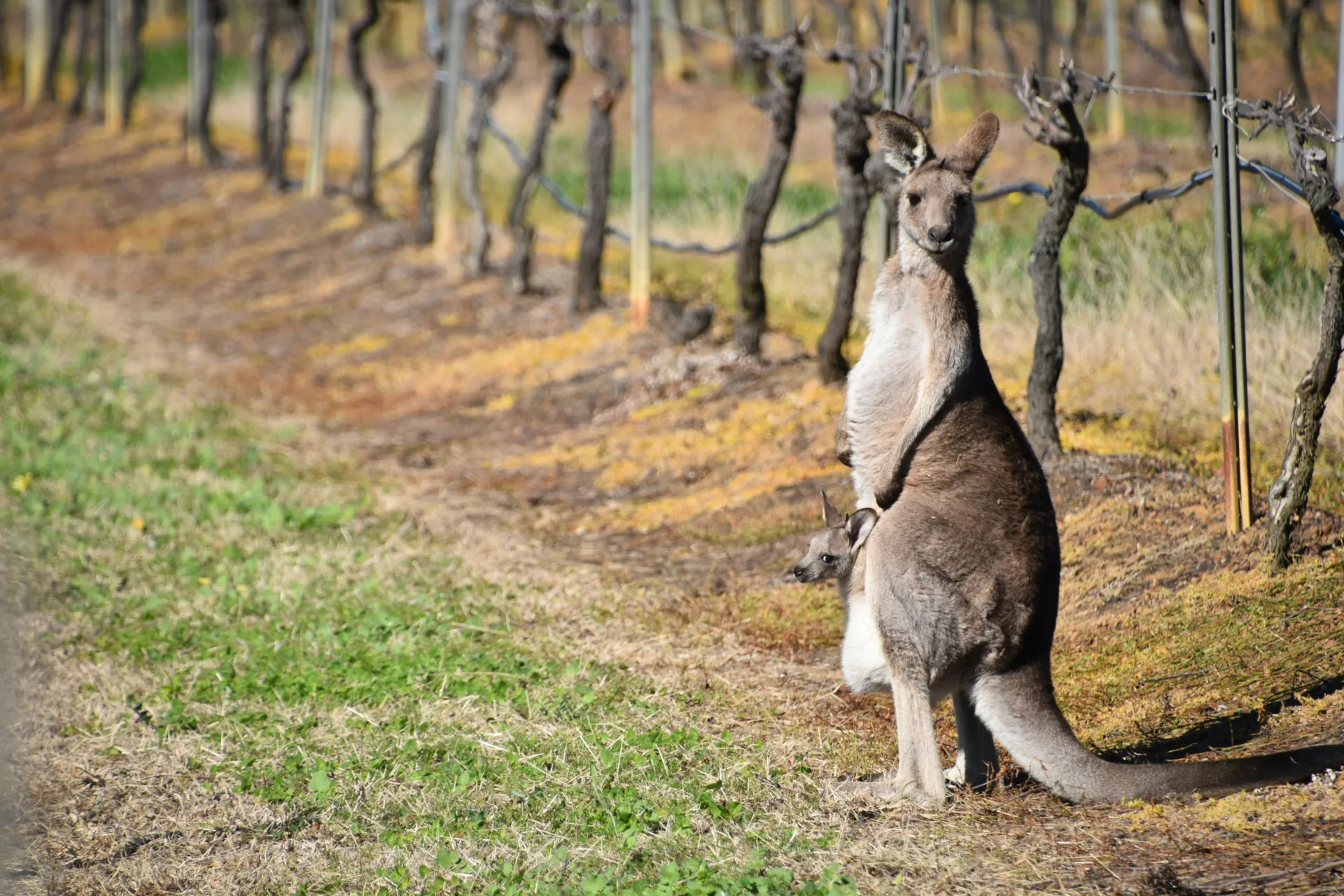 Hunter Valley (3)