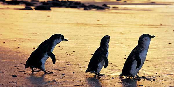 Phillip Island ÔÇô Things To Do Phillip Island ÔÇô Things To Do