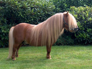 shetland-pony-picture-1 shetland pony