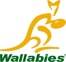 wallabies wallabies