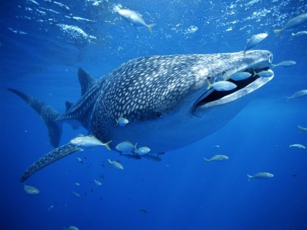 Whale Shark Season Exmouth March to August