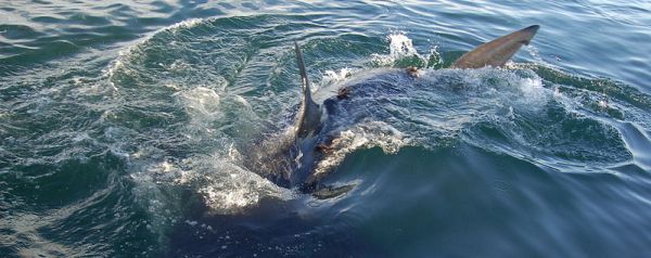 Things To Do In Sydney