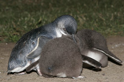 penguin parade