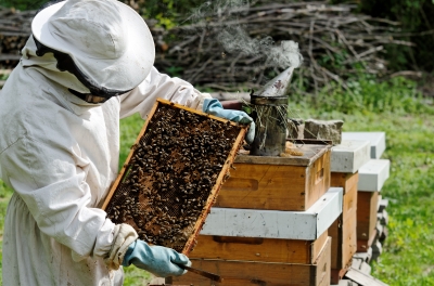 Bees Bee Keeping