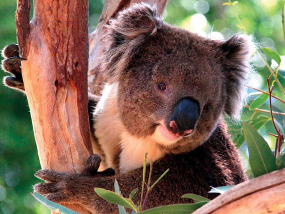 Koala Park Sanctuary Cuddle A Koala