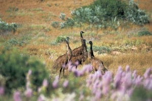 Emus in Exmouth Western Australia
