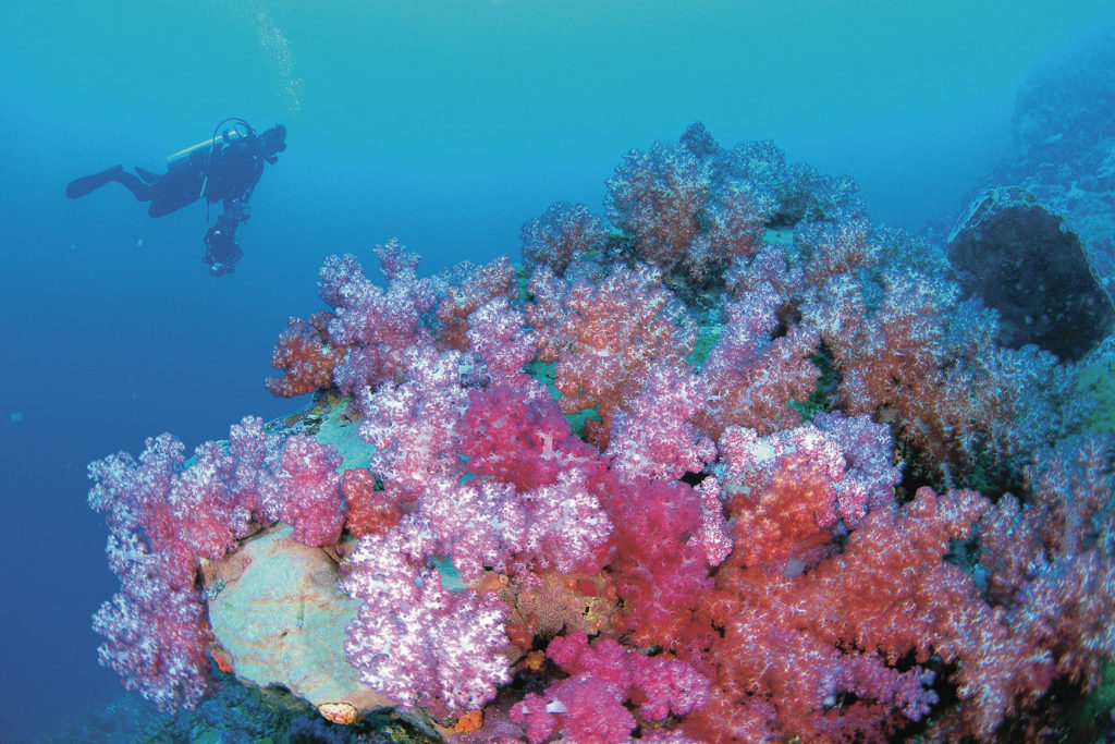 Diver with coral on Ningaloo Reef