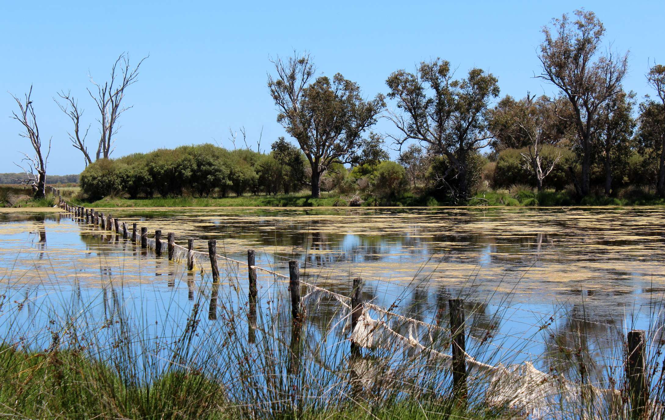 Tuart forest national park