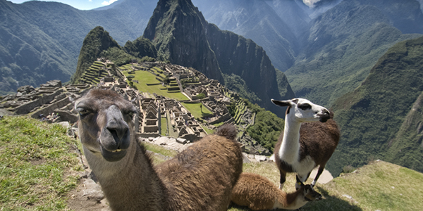 peru-machu-picchu-llama-iStock18257088S Peru tours 2017