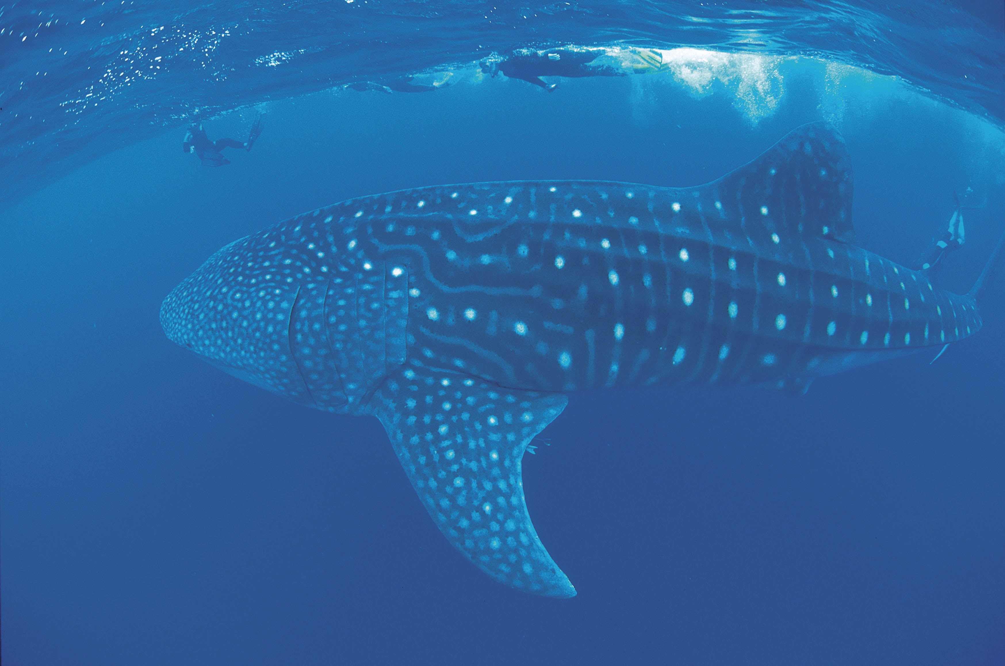 whale shark with divers Exmouth Whale Shark tours from Exmouth