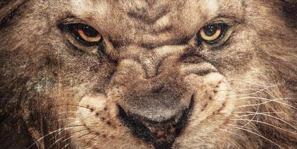 50-cent-animal-ambition-atwork 50 Cent Animal Ambition