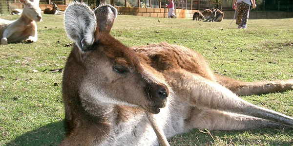 Caversham Wildlife Kangaroo Things to do in Perth in February