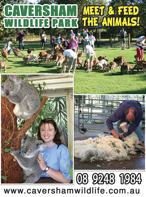 Feed The Kangaroos at Caversham Wildlife Park