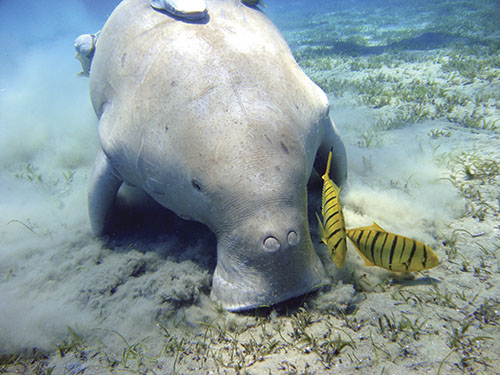 Visit Ningaloo Reef