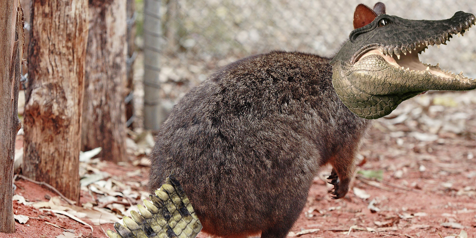 Quokkadile cropped quokkadile new species australia