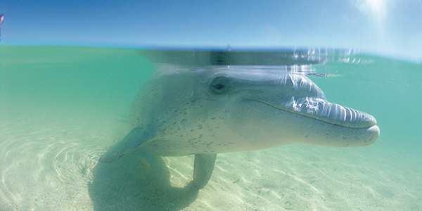 Perth to Broome Tours Visit Monkey Mia