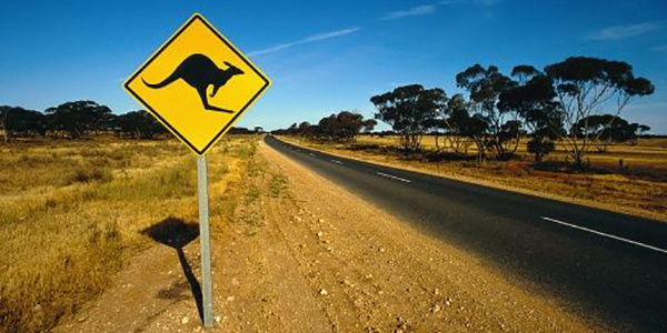 Kangaroo Road Sign In Australia