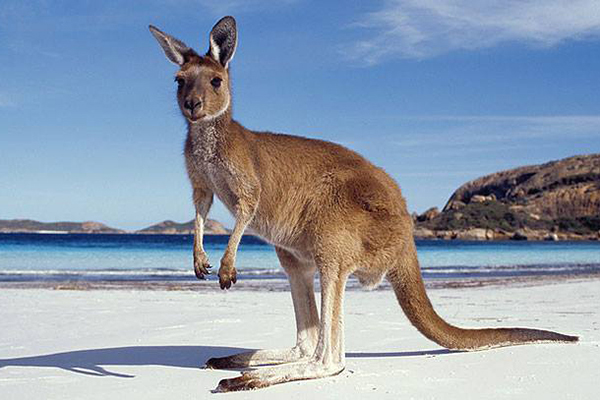Kangaroo Island, The Jewel of South Australia