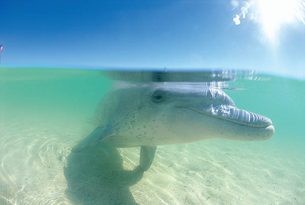 dolphin under water at monkey mia western australia