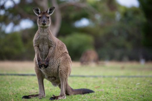 vivonne bay kangaroo island